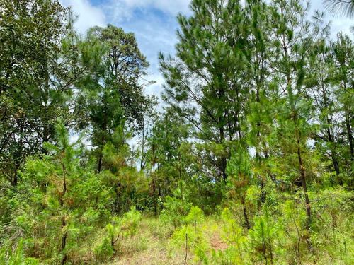8 Hectáreas De Bosque, Cerca Del Nevado De Colima