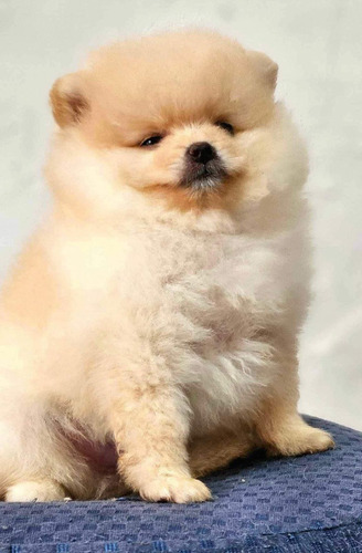 Vendo Adorables Pomerania 