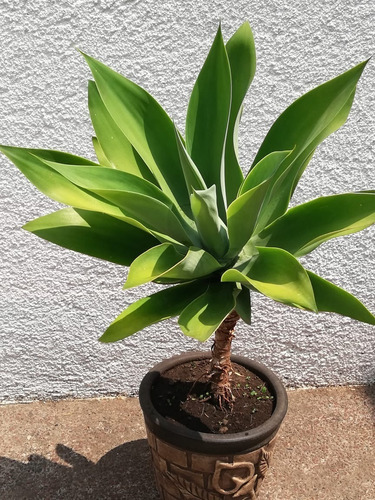 Plantas Agave Atenuatte