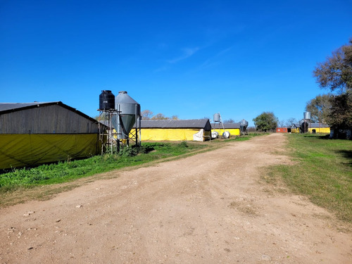 Granja Avicola En Venta Carmen De Areco