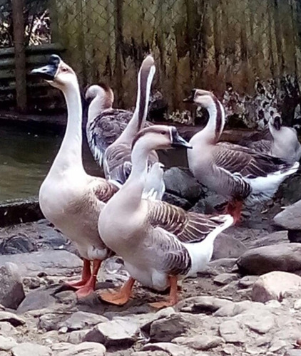 Gansos Africano Aves  Se Vende  Polluelos