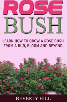 Libro Rose Bush - Beverly Hill