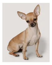 Comprar Libro: Chihuahua: Perro De Mascotas Artificadas (chihuahua