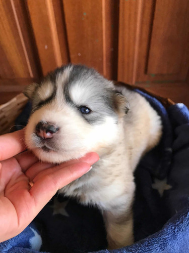 Imagem 2 de 5 de Lindos Filhotes De Husky Siberiano Wooly