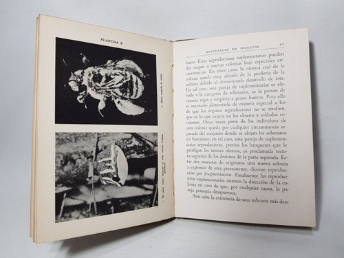 Antiguo Libro Sociedades De Insectos Espasandin Mag 58419 (Usado)
