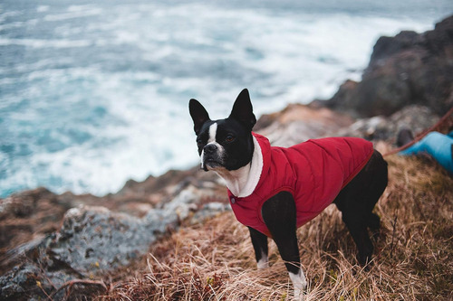 Sudadera Con Capucha Para Perros, Abrigo De Perro Imperme...
