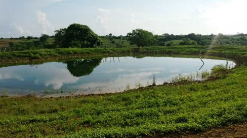 Imagen 3 de 16 de Venta Finca En Yaracal Estado Falcón