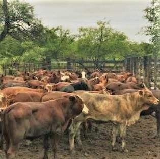 Imagen 3 de 18 de Venta Campo Mixto En Santiago Del Estero