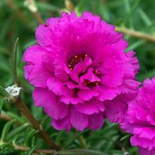 3env. Sementes-de-portulaca-flor-onze-horas-singela-sortida