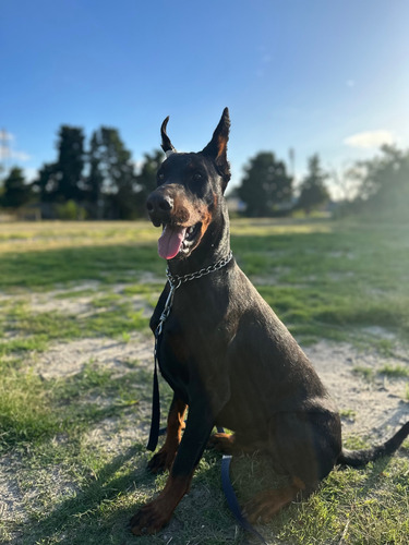 Doberman Cachorros Negros Sangre Brasilera Estilo Europeo