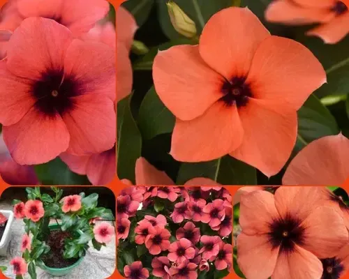 40 Sementes Vinca Boa Noite Cherry Pink Splash. | MercadoLivre