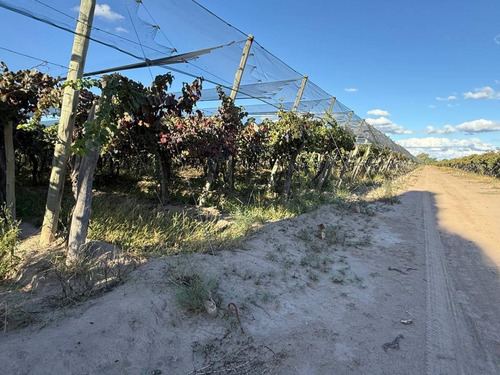Finca Y Bodega En Venta En Rivadavia