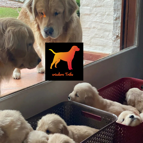 Golden Retriever 100% Puros En Criadero Tribu, Soy Guada