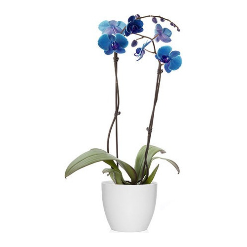 Planta Orquídeas Raras, Azul Y Negra