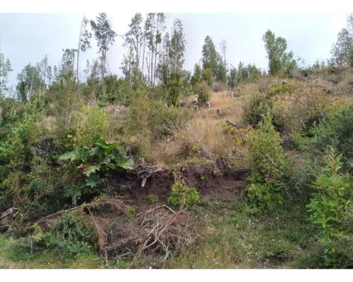 Parcela Con Bosque Nativo En Quemchi - Austral Partners
