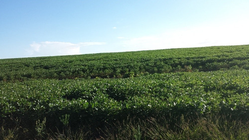 Fracción Agrícola En La Localidad De Conchillas. Ref: 1.017