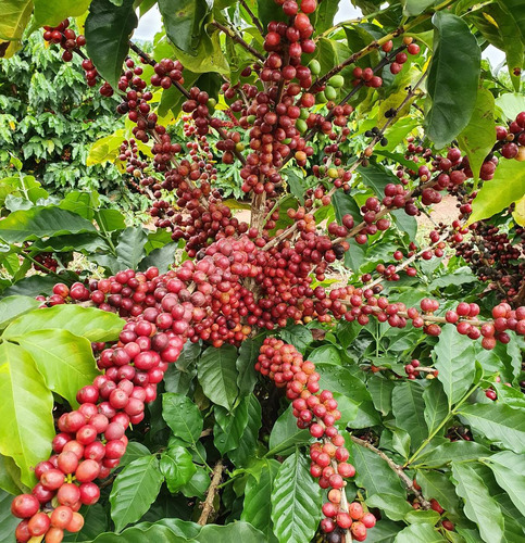 Café Negreiros Especial Blend Moído 500g Arábica