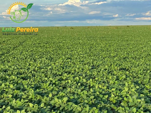 Imagem 1 de 14 de Fazenda À Venda Em Naviraí - Ms - De 149,17 Alqueires (em Lavoura De Soja) - 1678