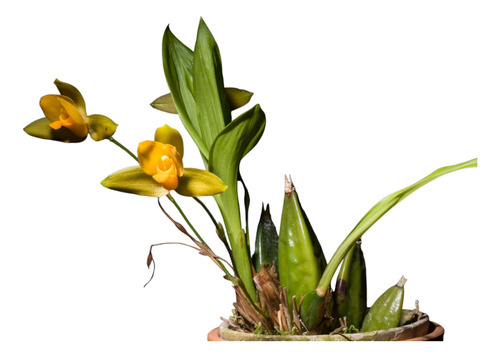 Orquídea Lycaste Aromático
