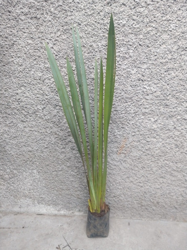 Imagen 1 de 4 de Planta Fornio 150cm Alto