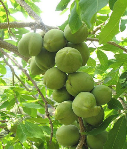 Zapote Blanco Enano (casimiroa Edulis)