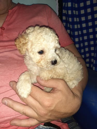 Imagen 8 de 9 de Caniches Cachorros