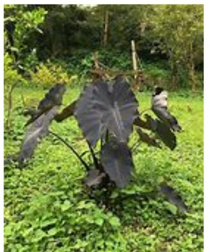 2 Mudas Rara Ihame Negro Com 60 Cm (promoção Só Até 29/2