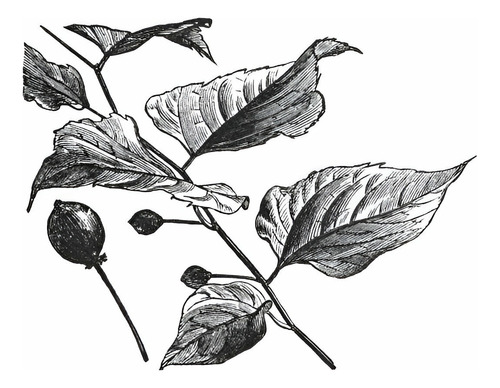 Arbol Celtis Australis Almez 4 Metros Gratis A Rm