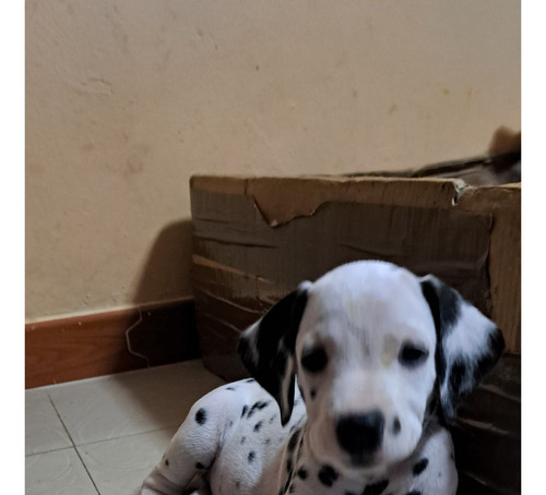 Dalmatas Cachorros