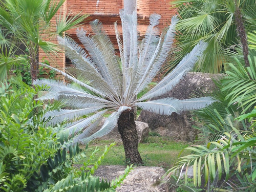 Palmera Cyca Silver (palmera De Coleccion)