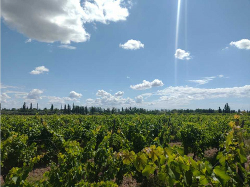 Vendo Finca A Tranquera Cerrada San Rafael Mendoza