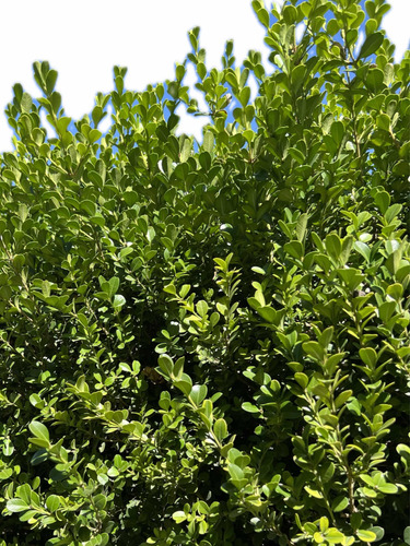 X3 Buxus Cerco Vivo Perimetral - Arbustos - Plantas
