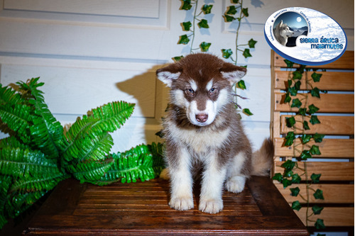 Cachorras Alaska Malamute Pedigree Intern. Posible Cambio