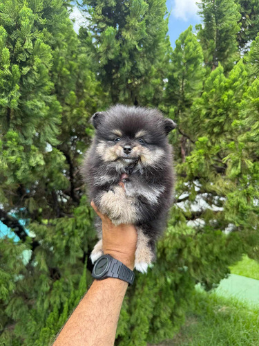 Lulu ( Spitz Alemão Anão)