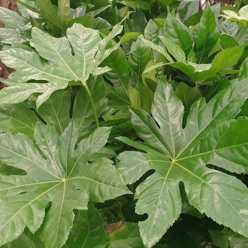 Aralia Japónica M Planta Interior