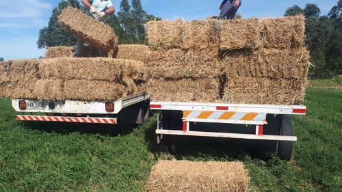 Imagen 1 de 5 de Fardos De Alfalfa.