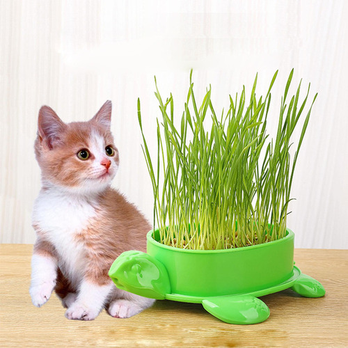 Caja De Hierba Para Gatos, Caja De De Hierba Gatera Verde