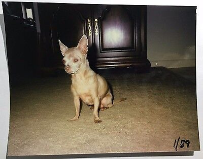 Vintage 80s Photo Of An Adorable Brown Chihuahua Sitting Lql