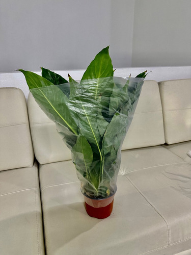 Cono 6 Pulgadas Proteger Y Transportar Plantas 6x40p100pz