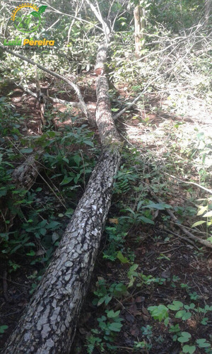 Imagem 2 de 14 de Fazenda À Venda No Alto Parnaíba - Ma De 6.377 Hectares (dupla Aptidão) - 1795