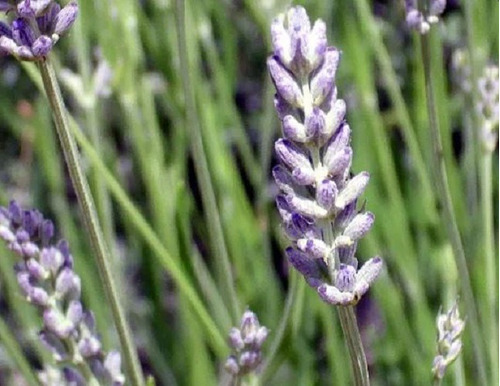 150 Semillas De Lavanda Pinnata + Instructivo 