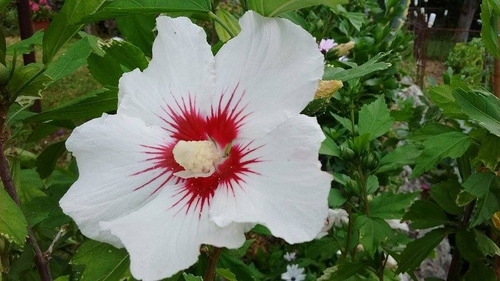 Semillas De Rosa De Siria Color Blanca X 20 Unid. 