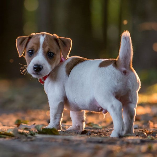 Jack Russell 37 Tricolor