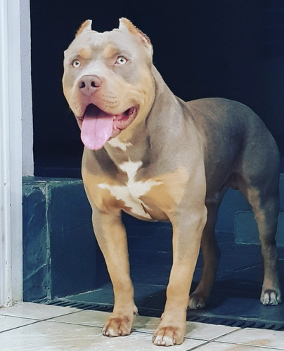 Imagem 2 de 3 de Cuberturas Abertas Pitbull Monster