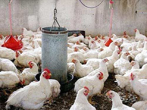 Proyeccion Financiera Para Proyecto Engorda De Pollos