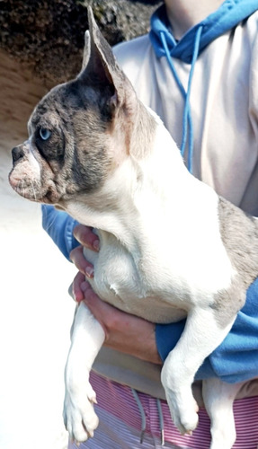 Hermoso Bulldog Francés De 8 Meses!!! Blanco Con Manchas Atigradas Azul Grisáceas