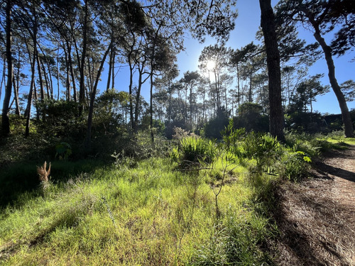 Lote En Venta En Montoya (ref: Bpv-9688)