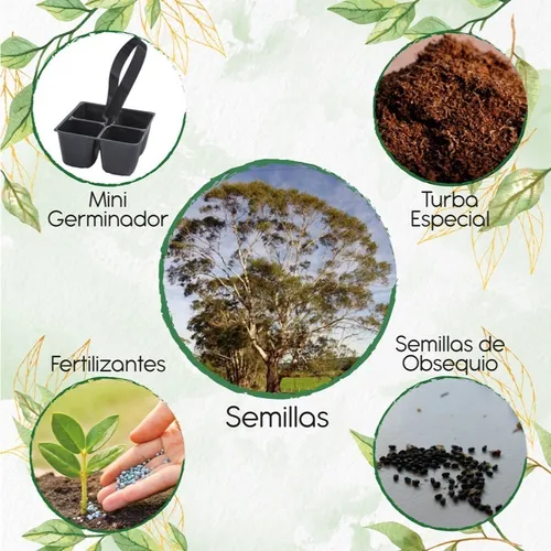 100 Semillas De Eucalipto Viminalis+ Mini Kit De Germinación