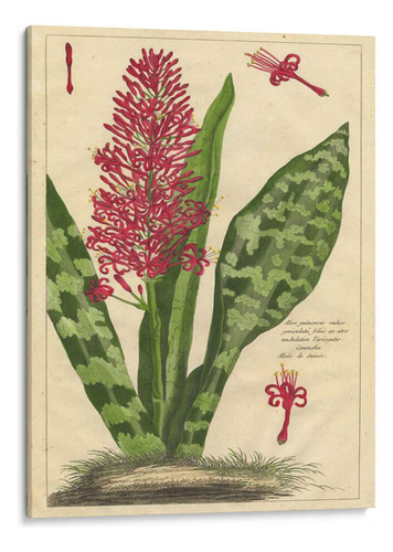 Canvas Lab Cuadro Fleur De Rouge I 60x80