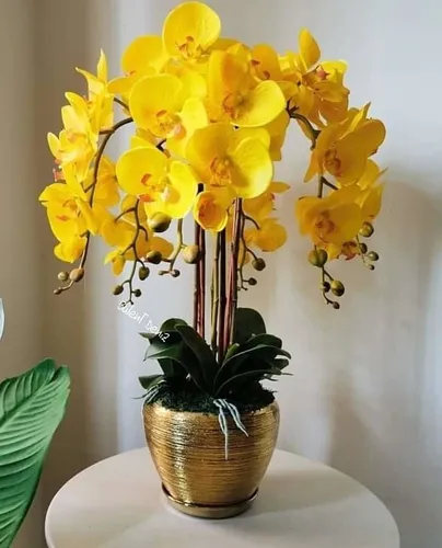 50 Semillas De Orquidea Amarilla | MercadoLibre